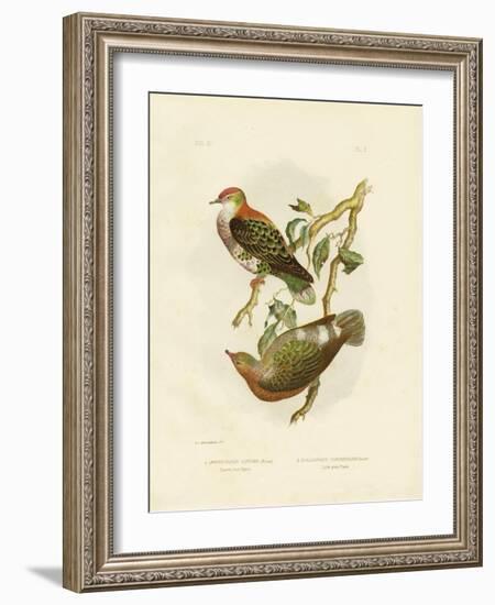 Superb Fruit Pigeon, 1891-Gracius Broinowski-Framed Giclee Print