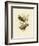 Superb Fruit Pigeon, 1891-Gracius Broinowski-Framed Giclee Print