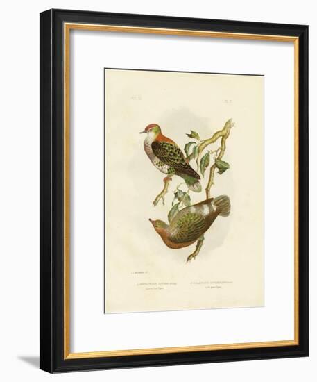 Superb Fruit Pigeon, 1891-Gracius Broinowski-Framed Giclee Print