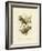 Superb Fruit Pigeon, 1891-Gracius Broinowski-Framed Giclee Print