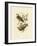 Superb Fruit Pigeon, 1891-Gracius Broinowski-Framed Giclee Print