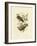 Superb Fruit Pigeon, 1891-Gracius Broinowski-Framed Giclee Print