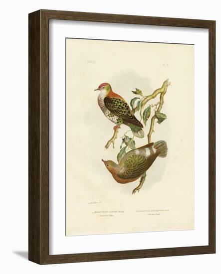 Superb Fruit Pigeon, 1891-Gracius Broinowski-Framed Giclee Print