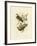Superb Fruit Pigeon, 1891-Gracius Broinowski-Framed Giclee Print