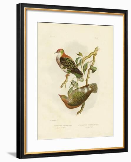 Superb Fruit Pigeon, 1891-Gracius Broinowski-Framed Giclee Print