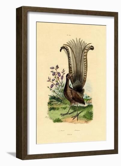 Superb Lyrebird, 1833-39-null-Framed Giclee Print