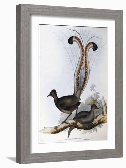 Superb Lyrebird (Menura Superba)-John Gould-Framed Giclee Print