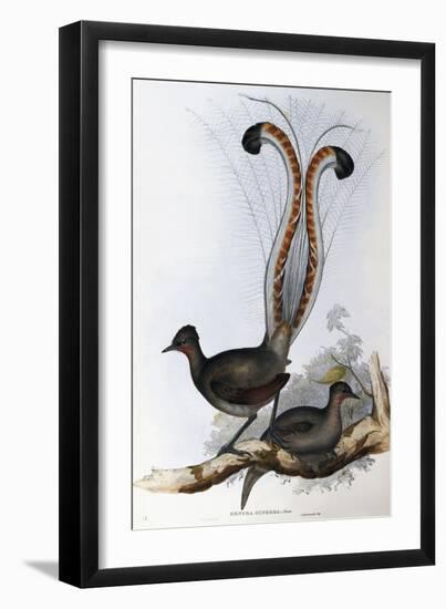 Superb Lyrebird (Menura Superba)-John Gould-Framed Giclee Print