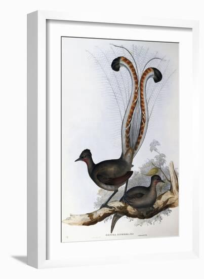 Superb Lyrebird (Menura Superba)-John Gould-Framed Giclee Print