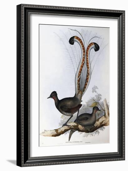 Superb Lyrebird (Menura Superba)-John Gould-Framed Giclee Print