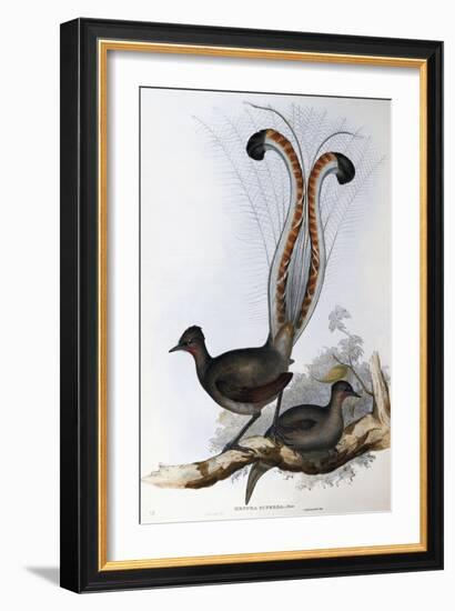 Superb Lyrebird (Menura Superba)-John Gould-Framed Giclee Print