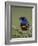 Superb Starling (Lamprotornis Superbus) with an Insect-James Hager-Framed Photographic Print