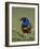 Superb Starling (Lamprotornis Superbus) with an Insect-James Hager-Framed Photographic Print