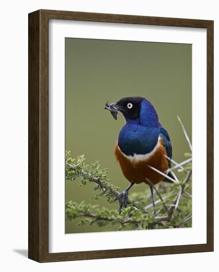 Superb Starling (Lamprotornis Superbus) with an Insect-James Hager-Framed Photographic Print