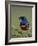 Superb Starling (Lamprotornis Superbus) with an Insect-James Hager-Framed Photographic Print