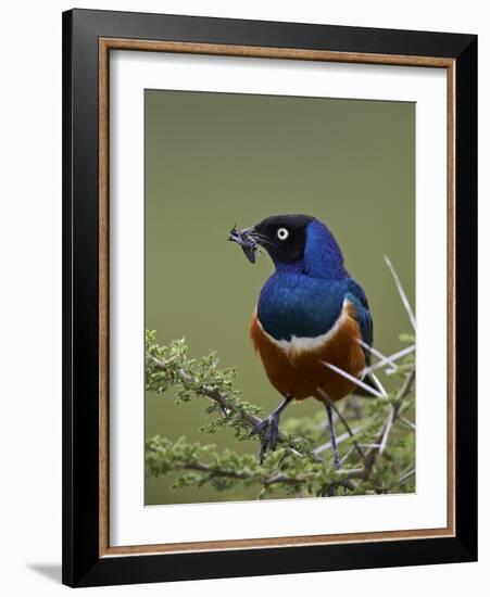 Superb Starling (Lamprotornis Superbus) with an Insect-James Hager-Framed Photographic Print