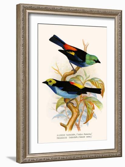 Superb Tanager, Paradise Tanager-F.w. Frohawk-Framed Art Print