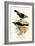 Superb Tanager, Paradise Tanager-F.w. Frohawk-Framed Art Print