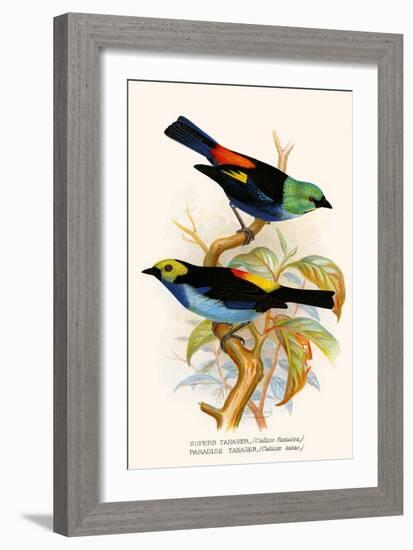 Superb Tanager, Paradise Tanager-F.w. Frohawk-Framed Art Print