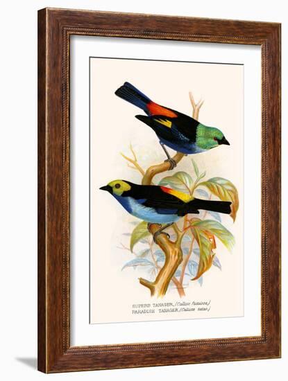 Superb Tanager, Paradise Tanager-F.w. Frohawk-Framed Art Print