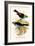 Superb Tanager, Paradise Tanager-F.w. Frohawk-Framed Art Print