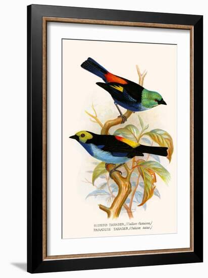 Superb Tanager, Paradise Tanager-F.w. Frohawk-Framed Art Print