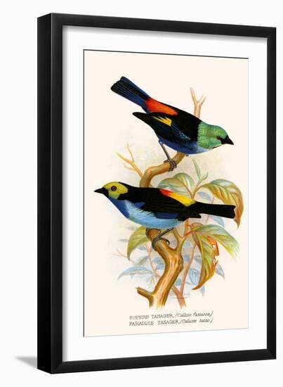 Superb Tanager, Paradise Tanager-F.w. Frohawk-Framed Art Print