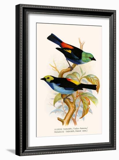 Superb Tanager, Paradise Tanager-F.w. Frohawk-Framed Art Print