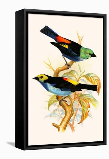 Superb Tanager, Paradise Tanager-F.w. Frohawk-Framed Stretched Canvas