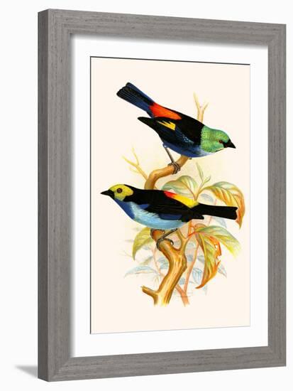 Superb Tanager, Paradise Tanager-F.w. Frohawk-Framed Art Print