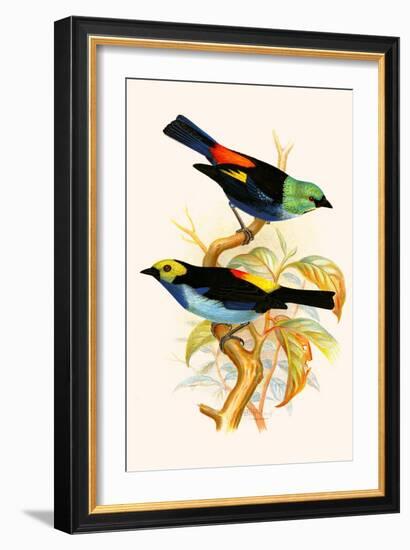 Superb Tanager, Paradise Tanager-F.w. Frohawk-Framed Art Print