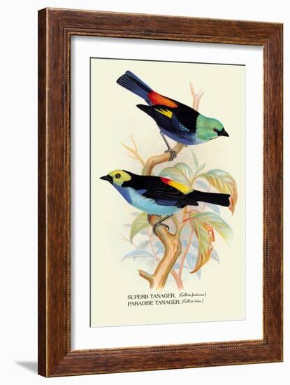 Superb Tanager, Paradise Tanager-Arthur G. Butler-Framed Art Print