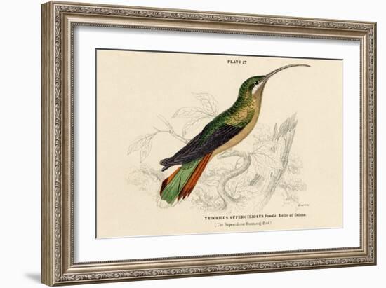 Supercilious Hummingbird-null-Framed Art Print