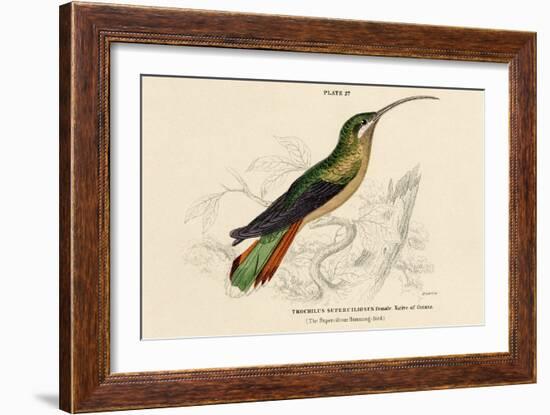 Supercilious Hummingbird-null-Framed Art Print