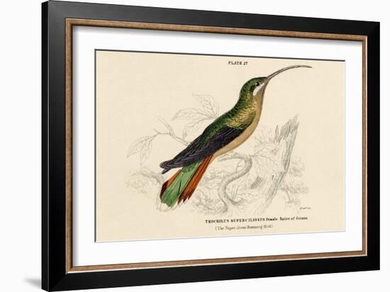 Supercilious Hummingbird-null-Framed Art Print