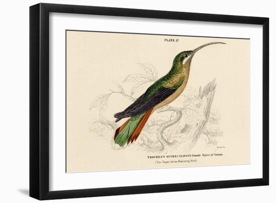 Supercilious Hummingbird-null-Framed Art Print