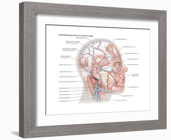 Superficial Arteries and Veins of Face and Scalp-Encyclopaedia Britannica-Framed Art Print