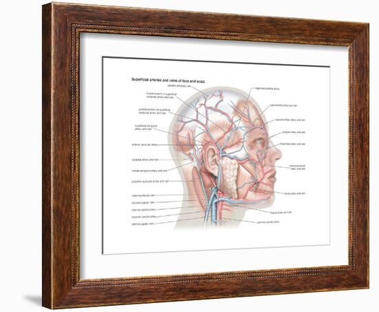 Superficial Arteries and Veins of Face and Scalp-Encyclopaedia Britannica-Framed Art Print