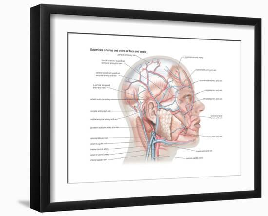 Superficial Arteries and Veins of Face and Scalp-Encyclopaedia Britannica-Framed Art Print