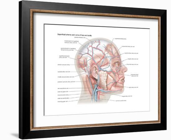 Superficial Arteries and Veins of Face and Scalp-Encyclopaedia Britannica-Framed Art Print