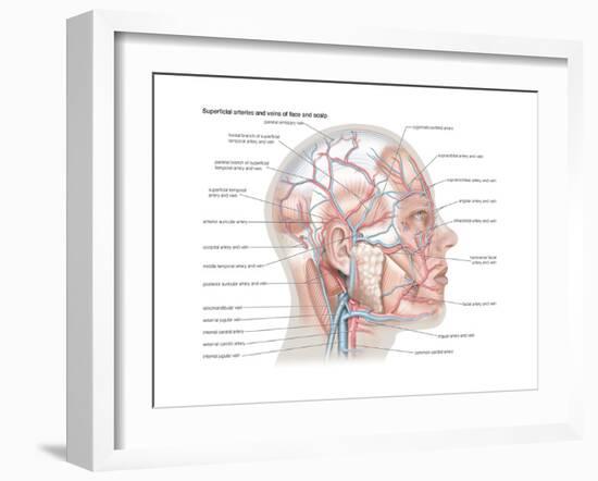 Superficial Arteries and Veins of Face and Scalp-Encyclopaedia Britannica-Framed Art Print