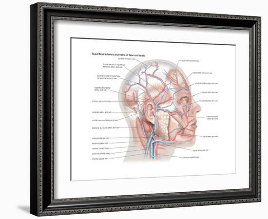 Superficial Arteries and Veins of Face and Scalp-Encyclopaedia Britannica-Framed Art Print