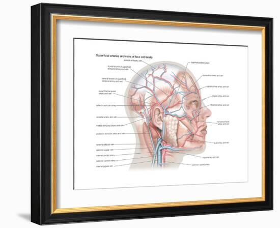 Superficial Arteries and Veins of Face and Scalp-Encyclopaedia Britannica-Framed Art Print