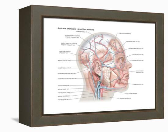 Superficial Arteries and Veins of Face and Scalp-Encyclopaedia Britannica-Framed Stretched Canvas