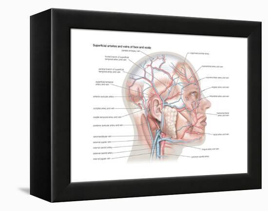 Superficial Arteries and Veins of Face and Scalp-Encyclopaedia Britannica-Framed Stretched Canvas