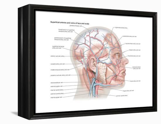 Superficial Arteries and Veins of Face and Scalp-Encyclopaedia Britannica-Framed Stretched Canvas