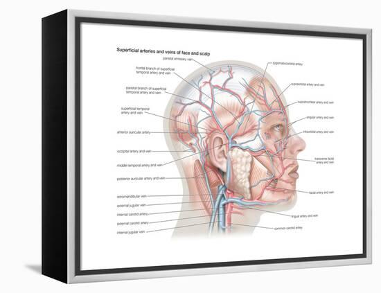 Superficial Arteries and Veins of Face and Scalp-Encyclopaedia Britannica-Framed Stretched Canvas