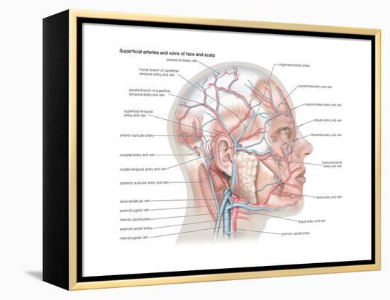 Superficial Arteries and Veins of Face and Scalp-Encyclopaedia Britannica-Framed Stretched Canvas