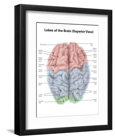 Superior View of Human Brain with Colored Lobes and Labels ...