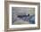 Supermarine Spitfire, British and Allied WWII War Plane, South Island, New Zealand-David Wall-Framed Photographic Print